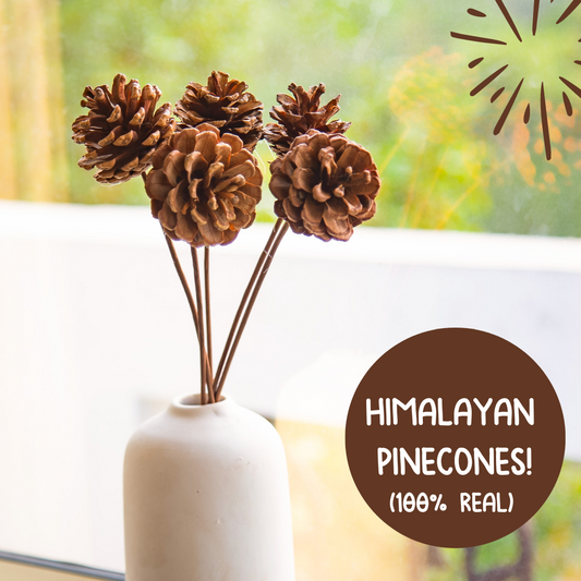 Preserved Himalayan Pinecones - 5 pcs 🌱