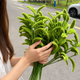 Fiddleheads of Growth
