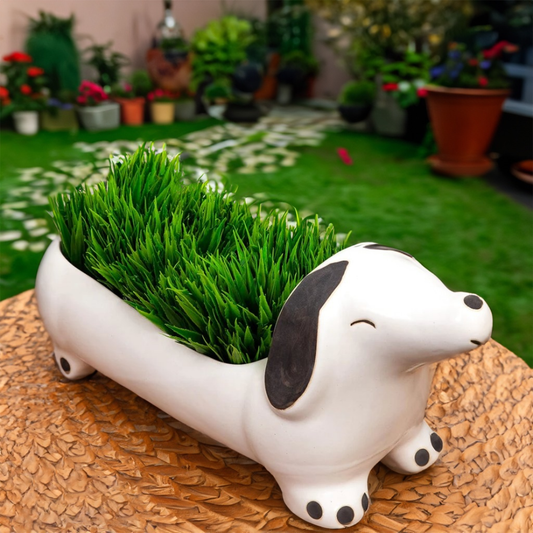 The Dawg Planter